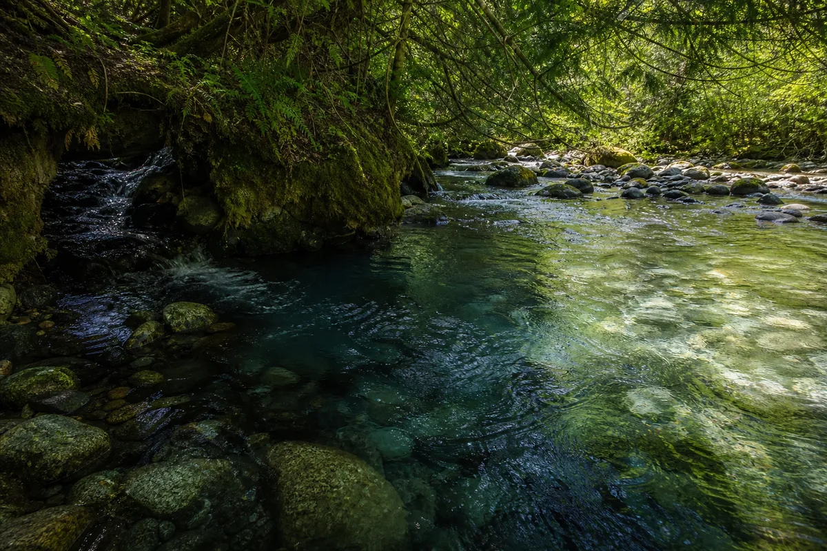 Confluence ombragée d’un ruisseau frais rejoignant la rivière, refuge thermique en été